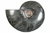 Polished Ammonite (Cleoniceras) Fossil - Unique Black Color! #282401-1